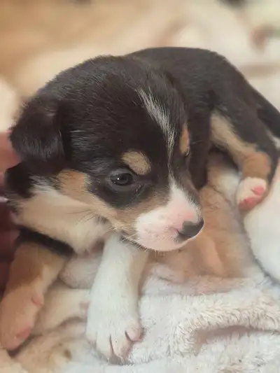 chiots disponible, View more