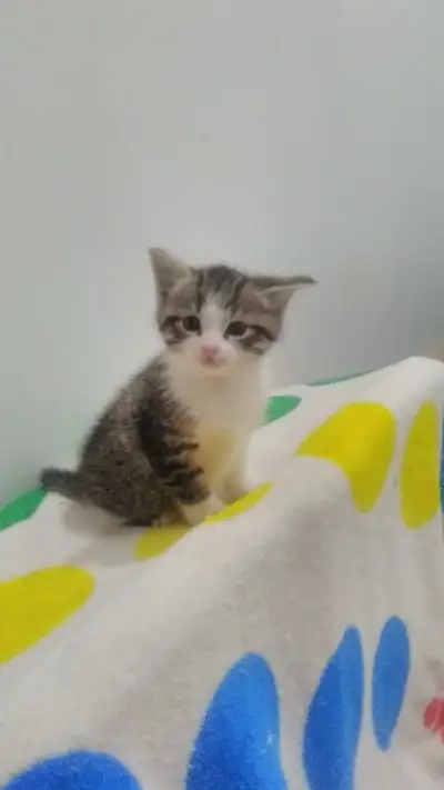 ADORABLE KITTENS READY TO GO BY DEC 20, View more