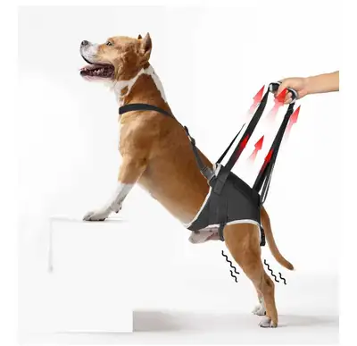 Medium-Adjustable Dog Rear Leg Support Harness - Great for Rehab, View more