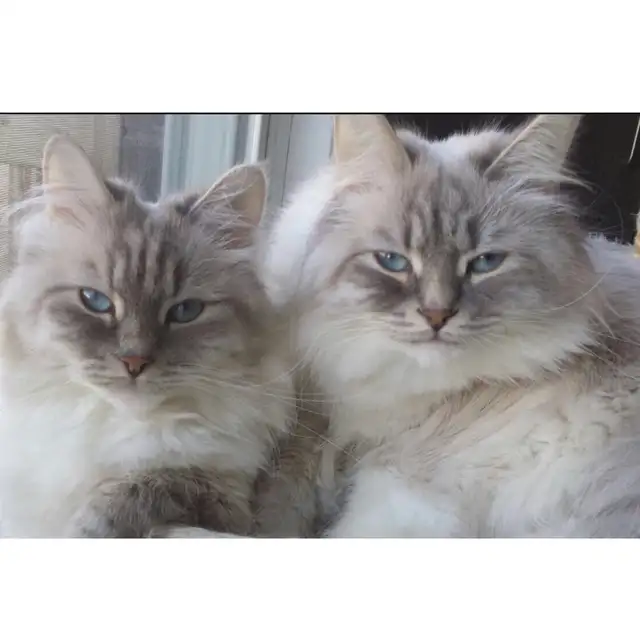 Siberian Neva Masquerade in Cats & Kittens for Rehoming in City of Toronto - Image 9