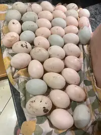 Runner & Peking Duck hatching eggs