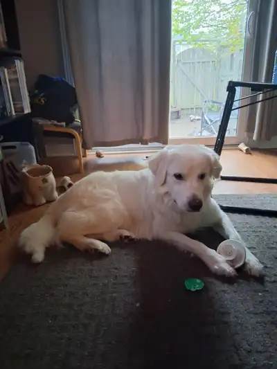 Need to Rehome a 2yr old Great Pyreneese, View more