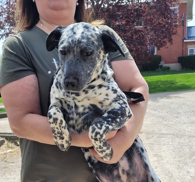 Dalmatian Cross Pups (REDUCED) Dogs & Puppies for Rehoming Guelph