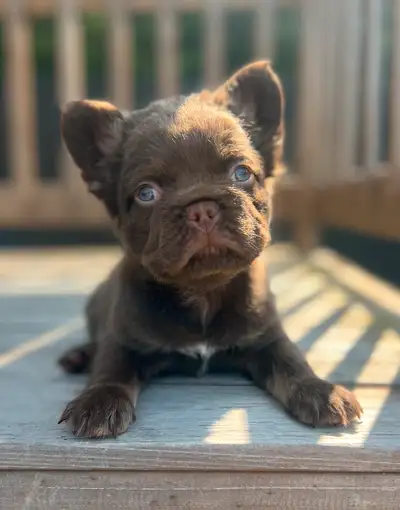 FRENCH BULLDOG - BOULEDOGUE FRANÇAIS, View more