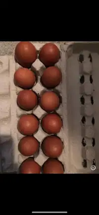 Black copper hatching eggs 