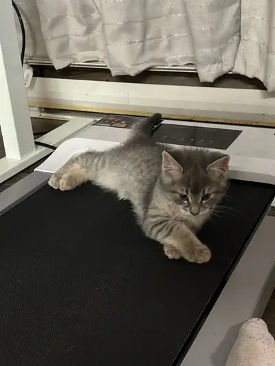 2 month old ready for rehoming, View more