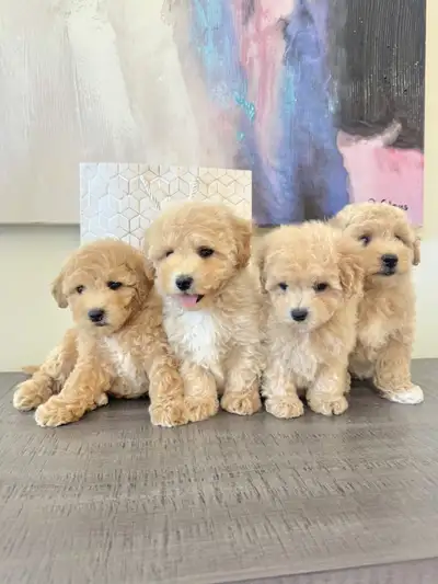 Four Amazing Toy Poodle Bichon Puppies looking for their forever, View more