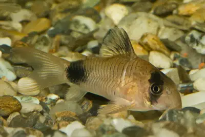 Panda Cory for Rehoming (group of 3), View more