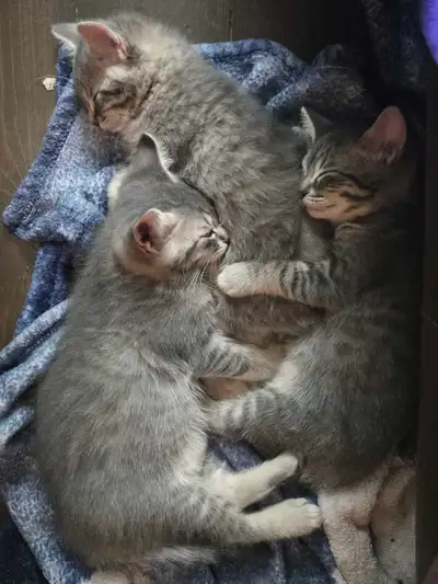 Kittens available for adoption , View more