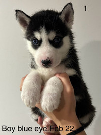 Husky Puppies 300$! CHATHAM below london