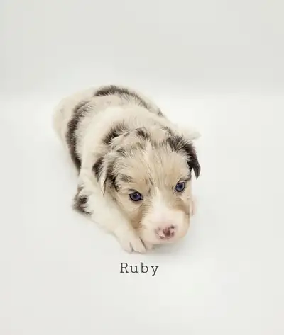 We have 3 toy/mini australian shepherd puppies ready for reserving today! They will be ready to go j...