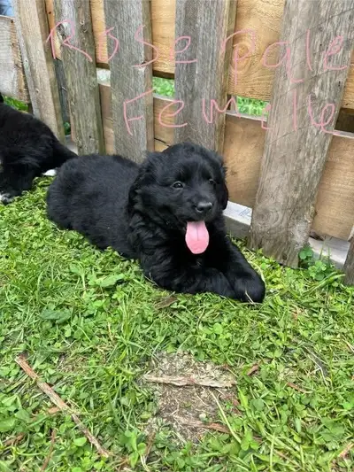 chiot croisé golden x labrador noir  a vendre, View more