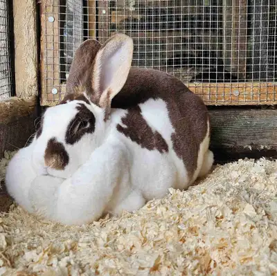 Rex kits available - various colors Some mature rabbits available also!! Pedigreed stock. Extremely...