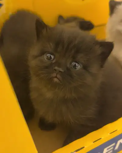 We currently have 3 female Chocolate & 1 male Seal Lynx Point British Shorthair kittens available fo...
