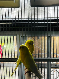 Budgies for free