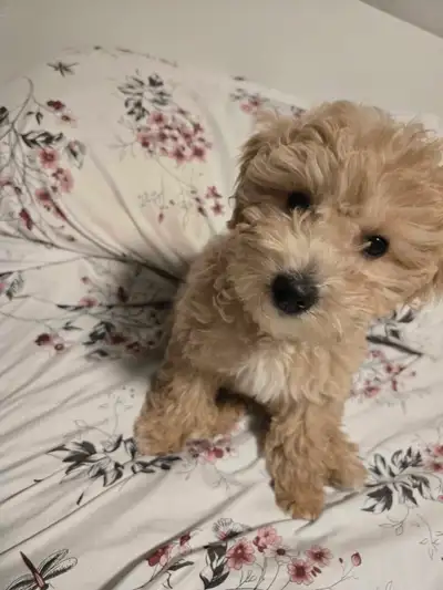 Adorable 12-Week-Old Bichon Poo Puppy, View more