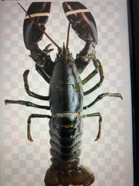 Area 27 lobster license for sale 