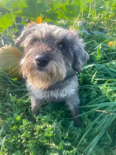 4 year old spayed miniature schnauzer, View more