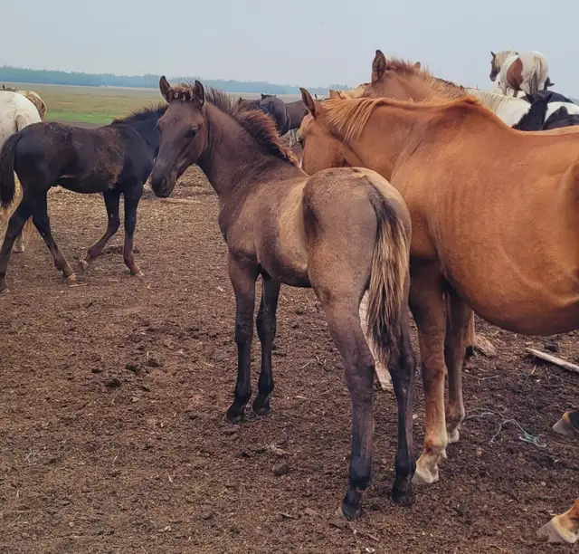 1/2 Friesian Grullo or Champange colts in Horses & Ponies for Rehoming in Strathcona County - Image 8