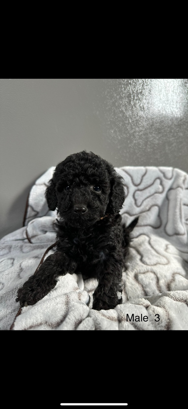 Toy poodle puppies in Dogs & Puppies for Rehoming in Vancouver - Image 3