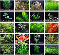 ISO Unwanted aquarium plants Read info