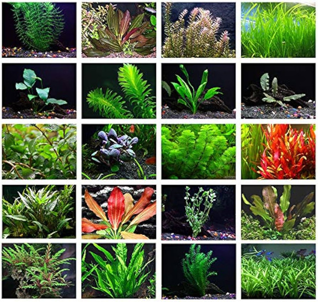 ISO Unwanted aquarium plants Read info in Fish for Rehoming in Saskatoon