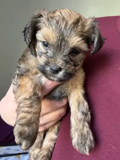 Hello everyone, located in Leduc. 2 crusties (Chinese crested / yorkie) Girl was born after 11pm Mar...