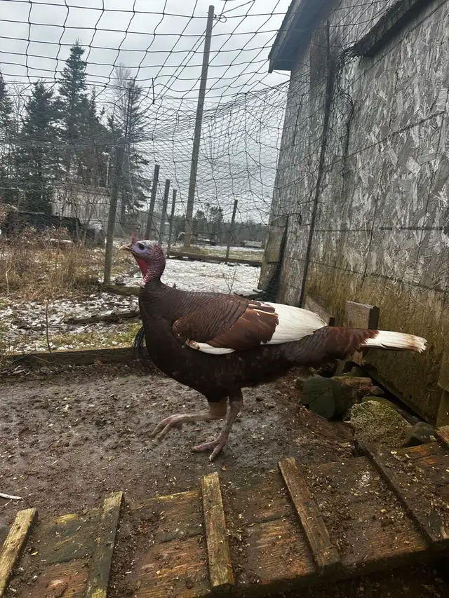 Bourbon Red Turkeys - 2 Hens 5 Toms  in Livestock in Truro - Image 4