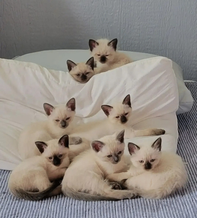Siamese kittens in Cats & Kittens for Rehoming in Summerside - Image 4