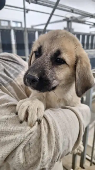 puppies for sale, View more