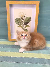 Precious Maine Coon Kitten