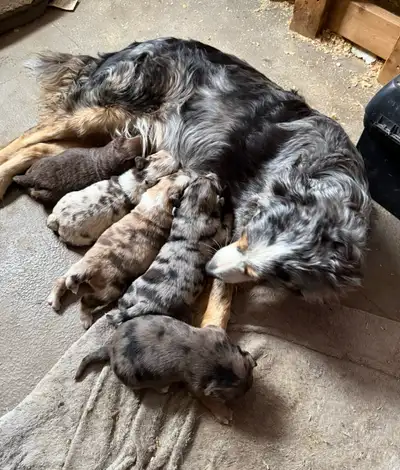 Australian shepherd cross puppies, View more