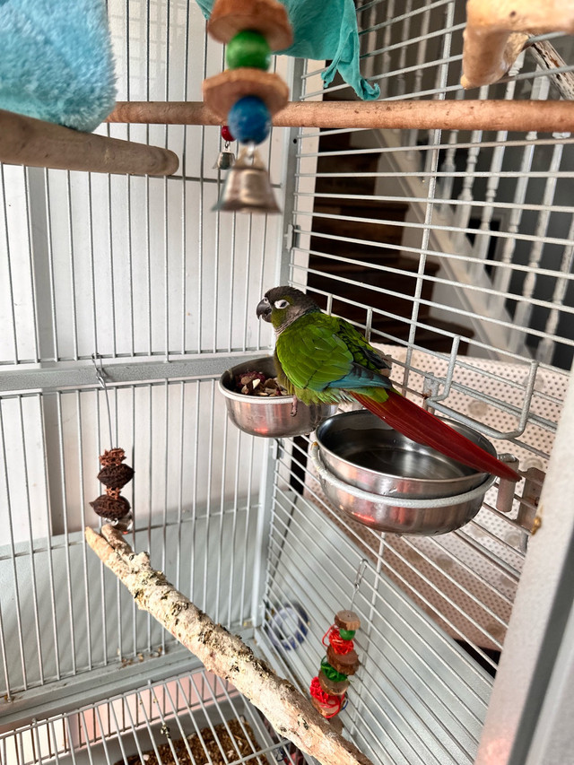 Bonded pair of conures and cage in Birds for Rehoming in Kawartha Lakes - Image 3