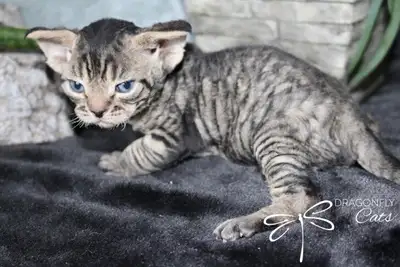 Picture of past kittens Dragonflycats Cattery and Kennel Francais plus bas We’re experienced breeder...