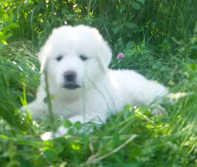 Purebred all white Great Pyrenees puppies, View more