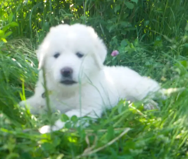 Purebred all white Great Pyrenees puppies in Dogs & Puppies for Rehoming in Ottawa - Image 2