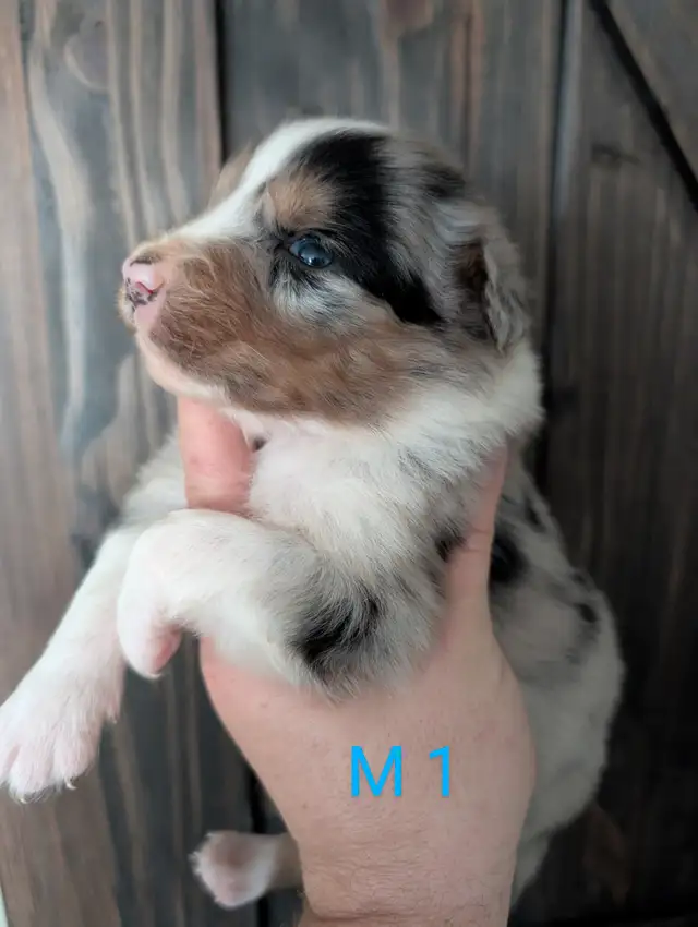 Berger australien prêt a partir in Dogs & Puppies for Rehoming in City of Montréal - Image 2