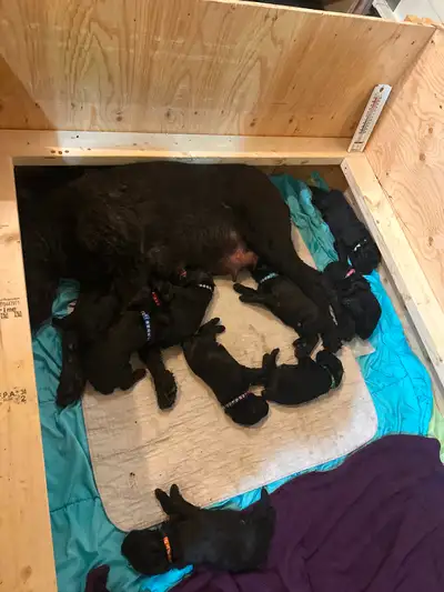 Bouvier des Flanders puppies for Sale…non shedding,working breed, View more
