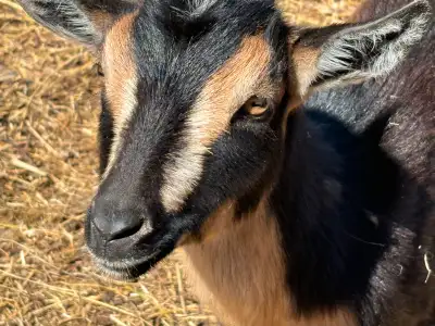 BREEDING GROUP NIGERIAN DWARF GOATS , View more