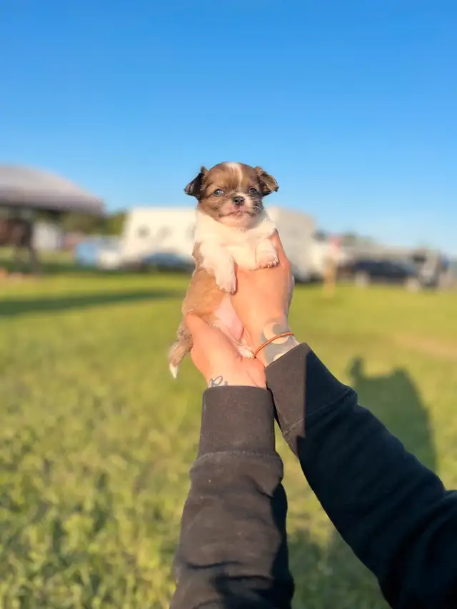 chihuahua poil long in Dogs & Puppies for Rehoming in Laurentides - Image 5
