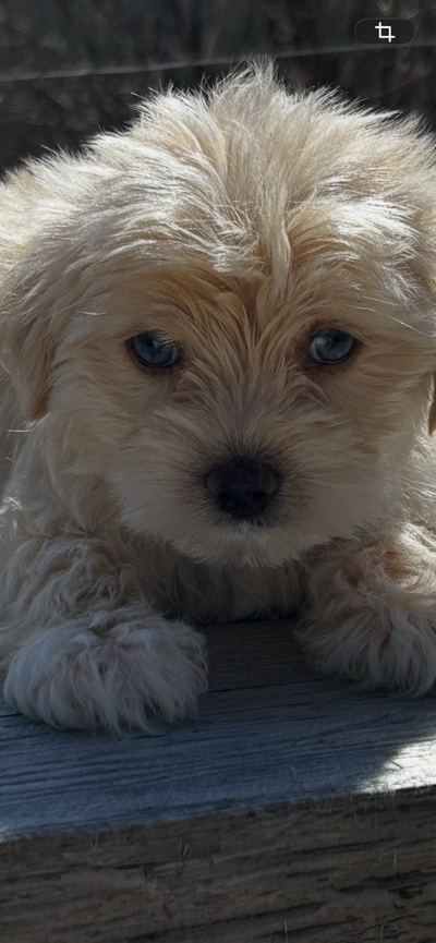Blue Eyes!!! Teddy Bear Morkie Pups, View more