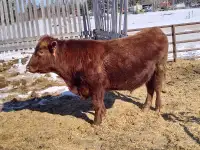Herd Sire for Sale