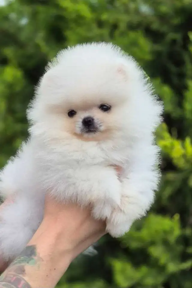 Pomeranian in Dogs & Puppies for Rehoming in City of Toronto - Image 5