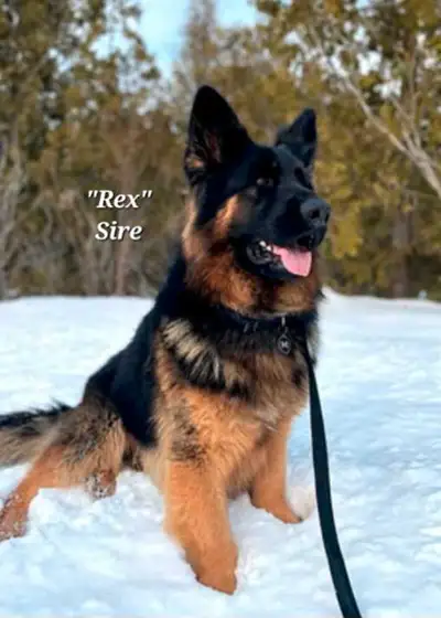 Planned Breeding Announcement! German Shepherds, View more