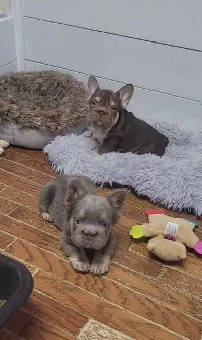 French bulldog girls looking for 4ever families'll be bred by us, View more