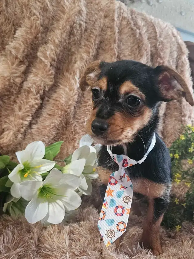 Magnifique chihuahua melanger** woww  quel beaute** in Dogs & Puppies for Rehoming in City of Montréal - Image 6