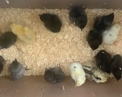 FOR SALE: 1-2 day old BYM Chicks available for pickup May 29, $6 each, hatched from eggs in varying...