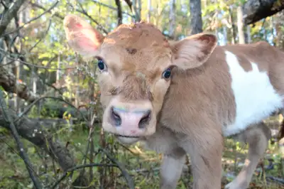 Mini jersey x bull calf 5 month old. Newton can be steered if you want a pasture pal. He will be aro...