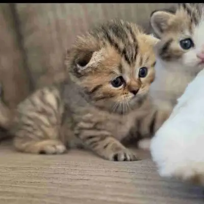 Luxurious Scottish Fold  Baby Kittens , View more