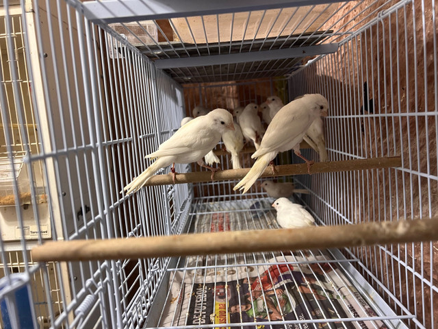 Lots white canaries for sale in Birds for Rehoming in City of Toronto - Image 4